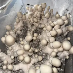 Albino Penis Envy Mushrooms