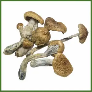 Golden Teachers Magic Mushrooms