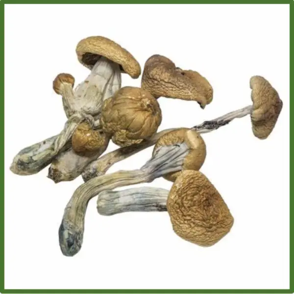 Golden Teachers Magic Mushrooms