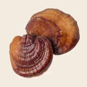 Buy Reishi Mushroom Online