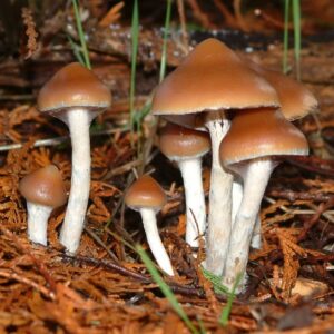 Buy Wavy Caps Mushrooms Online
