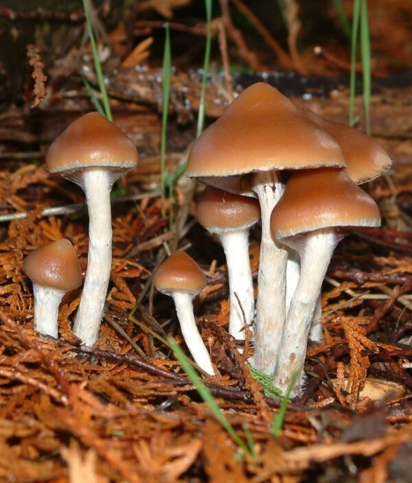 Buy Wavy Caps Mushrooms Online