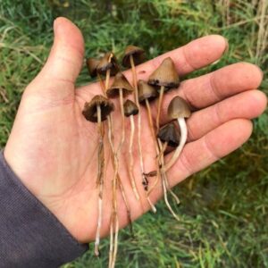 liberty cap mushrooms