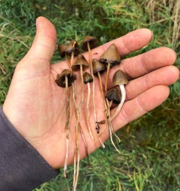 liberty cap mushrooms